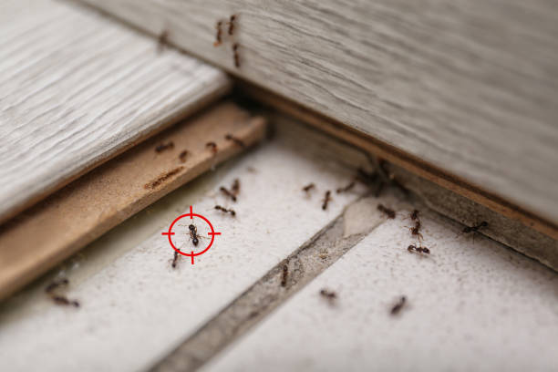 Best Termite Control Services  in Mount Dora, FL