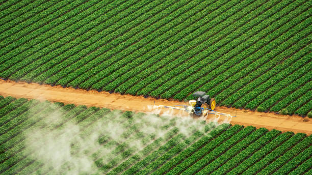 Best Pest Removal Services  in Mount Dora, FL